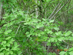 Pithecellobium unguis-cati