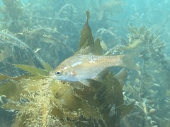 Kelp Perch photo 3