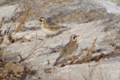 Eremophila alpestris merrilli
