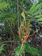 Chamaedorea costaricana image