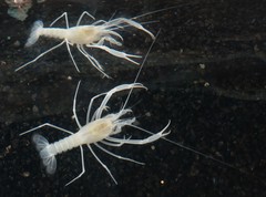 Troglocambarus maclanei
