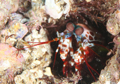 Odontodactylus scyllarus