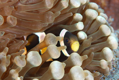 Amphiprion latezonatus