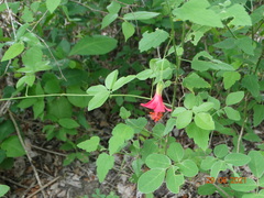 Hibiscus poeppigii