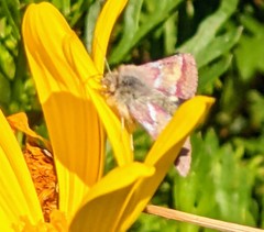 Schinia pulchripennis