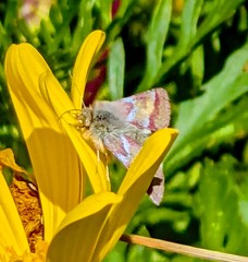Schinia pulchripennis