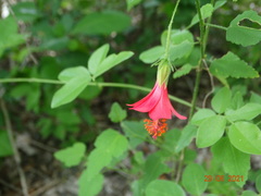 Hibiscus poeppigii