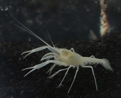 Troglocambarus maclanei