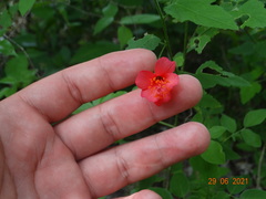Hibiscus poeppigii
