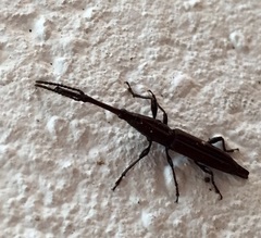 Brentidae