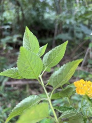 Lantana × hybrida