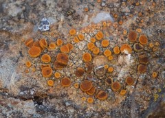 Polycauliona bolacina