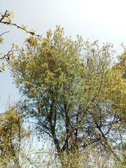 Pinus maximartinezii