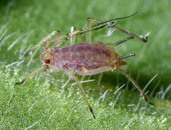 Macrosiphum gaurae