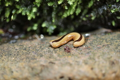 Australopacifica regina