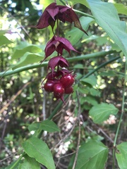 Leycesteria