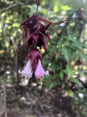 Leycesteria