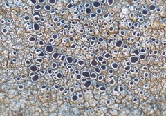 Lecanora gangaleoides
