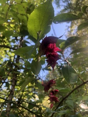 Leycesteria