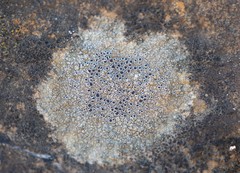 Lecanora gangaleoides