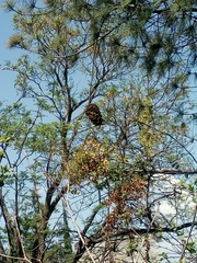 Pinus maximartinezii