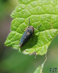 Chlorogonalia losoplanensis