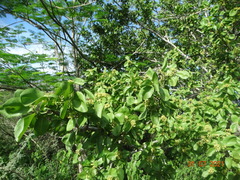 Sarcomphalus amole