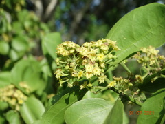 Sarcomphalus amole