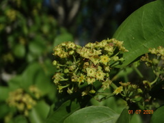 Sarcomphalus amole