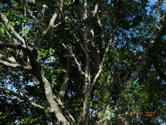 Sarcomphalus amole