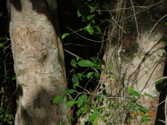Sarcomphalus amole