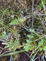 Chaerophyllum colensoi