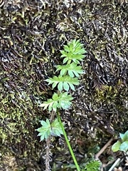 Chaerophyllum colensoi