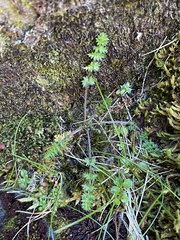 Chaerophyllum colensoi