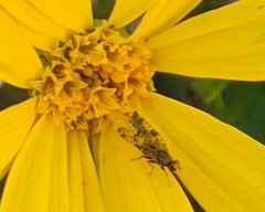 Neotephritis finalis