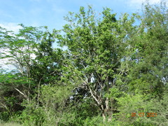 Sarcomphalus amole