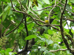 Coereba flaveola
