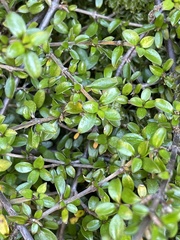 Coprosma depressa