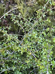 Coprosma depressa