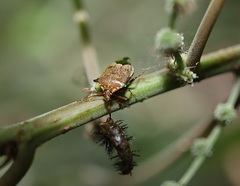 Montrouzierellus
