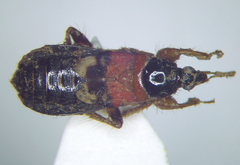 Prostemma sanguineum