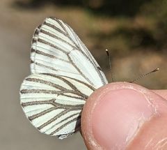 Pieris marginalis venosa