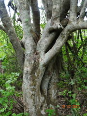 Sarcomphalus amole