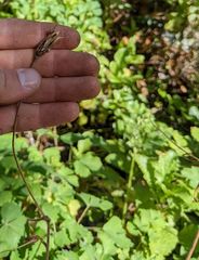 Aquilegia eximia