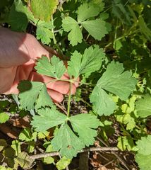 Aquilegia eximia