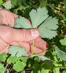Aquilegia eximia