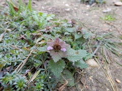 Lamium purpureum