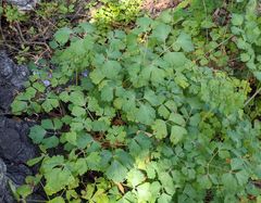 Aquilegia eximia
