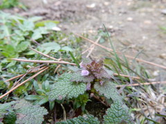 Lamium purpureum