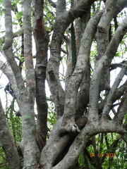 Sarcomphalus amole